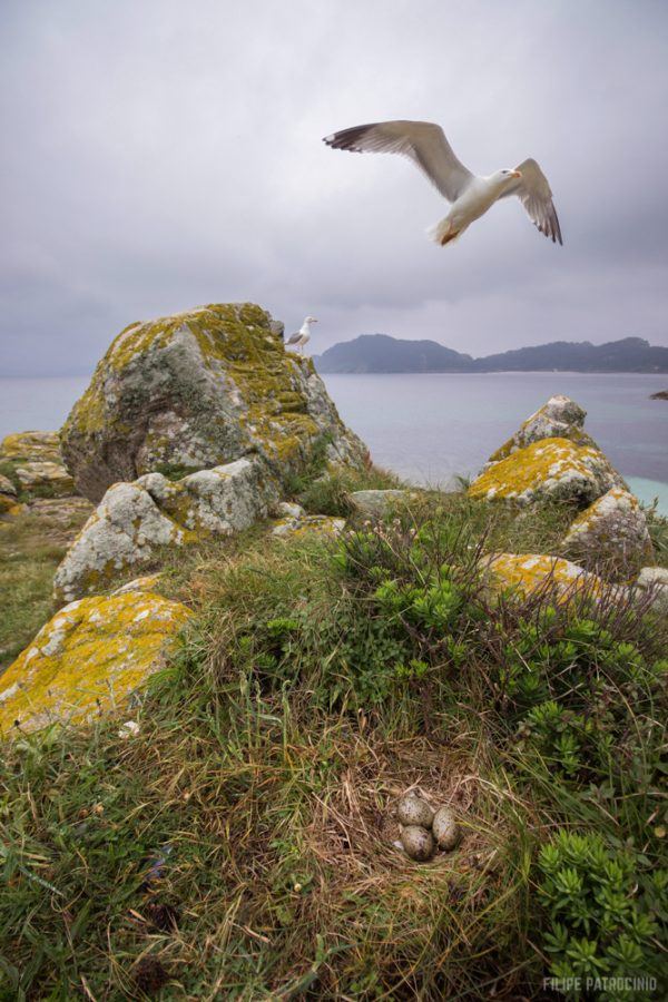 Gaivota-argêntea (Larus michahellis)